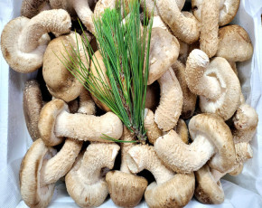 [착한송이버섯]착한송이 표준형 1kg 무농약 송향버섯