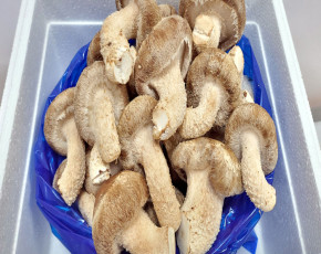 [착한송이버섯]착한송이송향버섯 가정용1kg