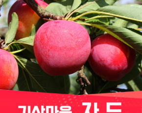 [기산마을] 자두(도담 )4kg (32~44과)