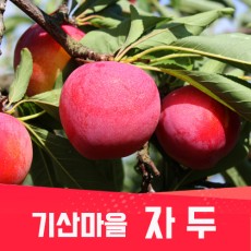 [기산마을] 자두(추희) 2kg(16~22과)