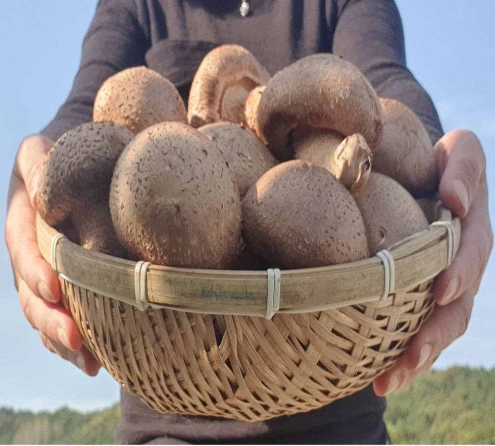 [건강한버섯농원]사릿골 친환경 표고버섯(중)1kg
