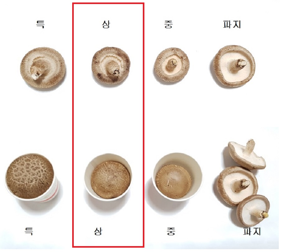 [건강한버섯농원]사릿골 친환경 표고버섯(상)1kg