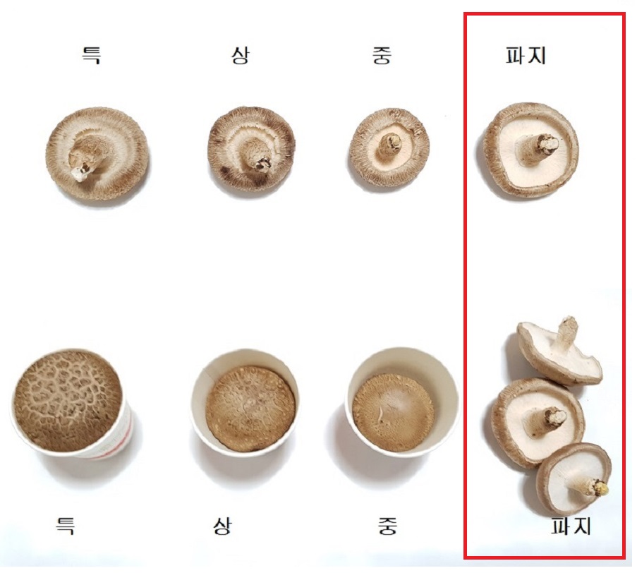 [건강한버섯농원]사릿골 친환경 표고버섯(파지)2kg