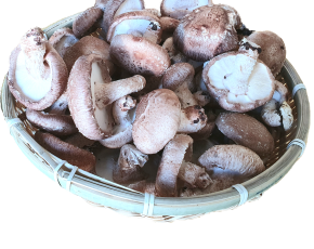 [건강한버섯농원]사릿골 친환경 표고버섯(파지)2kg