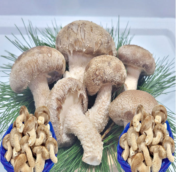 [착한송이버섯]착한송이송향버섯 가정용  1kg