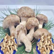 [착한송이버섯]착한송이송향버섯 가정용  1kg